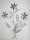 Formano Wanddeko 68cm   Blume silber   673572