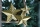 Fink Stellare Stern,H&auml;nger,Gold  Durchmesser 14  cm  141017