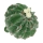 Kaktus Wessex mit weißer Blume 8 cm 469446