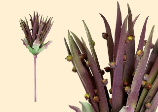 Gilde Deko Aloe Vera Blüte 42682 Höhe 60-80 cm Kunstblume