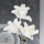 Casablanca Foam Flower Rumba weiss,m.3 Blüten L.43cm  Höhe: 43 cm 38056