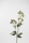 Fink ASTRANTIA lila-grün  Höhe 44cm 181513