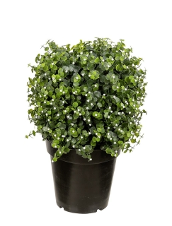 Fink MÜNZBLATT Pflanze,getopft,grün H.50cm
